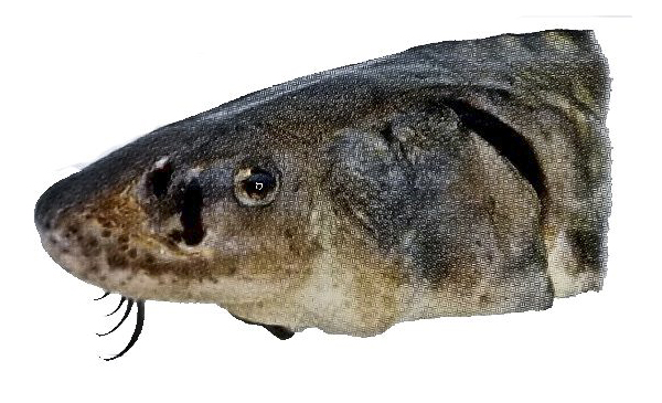 Acipenser naccari_0013.jpg